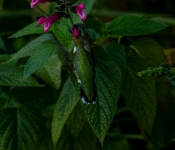 2022 09 17 LongFellowGarden 008